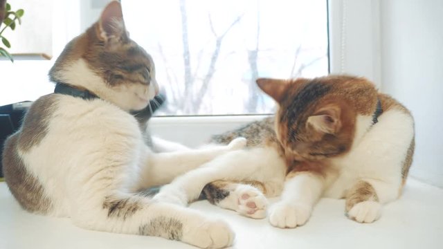 funny video cat. cats lick each other kitten. slow motion video. Cats grooming and licking each other. pet a cute video. lifestyle friendship of two cats mother and daughter