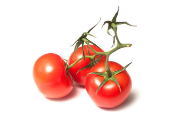 closeup of fresh tomatoes on branch on white background