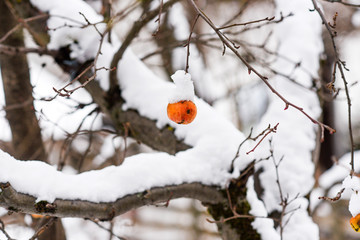 Frozen snow-covered apple hanging on a tree.