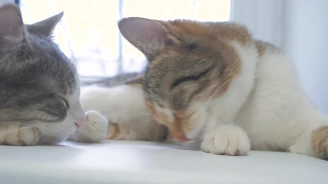 beautiful cute cat licking his paw on window sill with funny emotions lifestyle on background of room. slow motion video. Cat cleaning himself. adult cat lies on the window and licks the paws