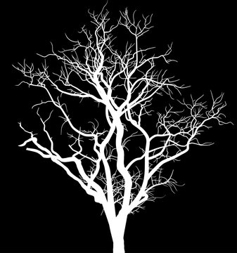 white bare large tree silhouette on black