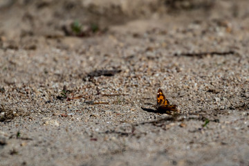 Beautiful small brown and yellow butterfly sitting on sandy ground shore close to the water reservoir of Dospat, Southern Bulgaria. Selective focus, shallow depth of field. Sunny October autumn day
