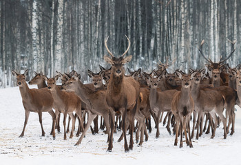 A Herd Of Deer Of Different Sexes And Different Ages, Led By A Curious Young Male In The...