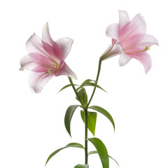 A branch of gently pink lily flowers isolated on a white background.