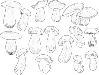 sixteen black mushrooms outlines on white