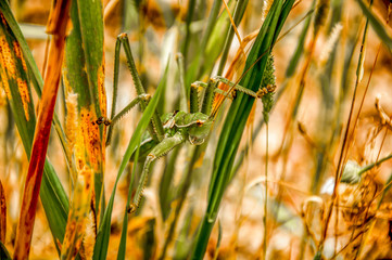 Spring and Grasshopper in Antalya, Turkey. May 2013
