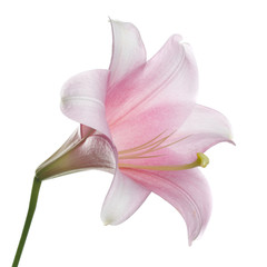 Gently pink lily flower isolated on white background. - obrazy, fototapety, plakaty