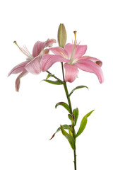 A branch of pink lily flowers isolated on a gray background.