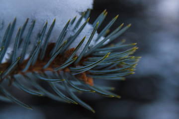 Fototapeta premium christmas tree