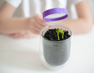 Young girl studies small plant in elementary science class. Child holding magnifying glass. Caring for a new life. The child's hands. Selective focus. Earth day holiday concept. World Environment Day