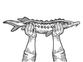 Fototapeta premium Hands with sturgeon fish engraving vector illustration. Scratch board style imitation. Black and white hand drawn image.
