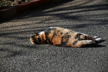 寝そべる三毛猫