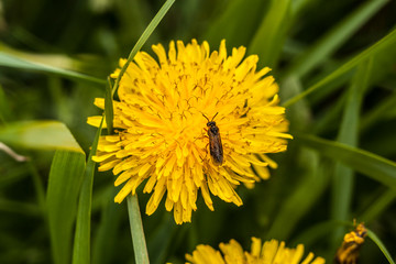 dandelion in grass