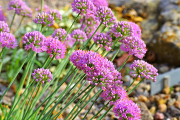 Allium senescens subsp. glaucum, lila Blumen im Garten - Allium senescens subsp. glaucum, purple flower balls