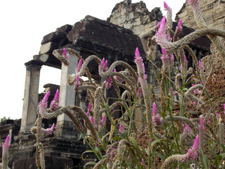 Exotic flower in Angkor Wat