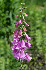 Foxglove Excelsior Hybrids