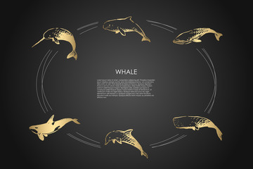 Whale - different types - dolphin, sperm and killer whale vector concept set © drawlab19