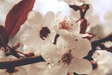 Fototapeta na wymiar CloseUp Plum blossoms on pastel colored background. Romantic style picture.