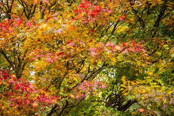 Fall colors