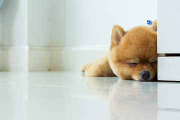 pomeranian puppy dog cute pet sleeping