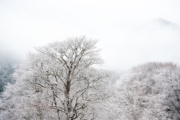 Beautiful branchy tree covered with frost against the background of white fog, Dombay, Caucasus, Karachay-Cherkessia, Russia