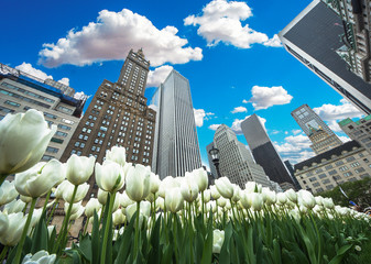 New York City Spring lanscape with white frowers tulips