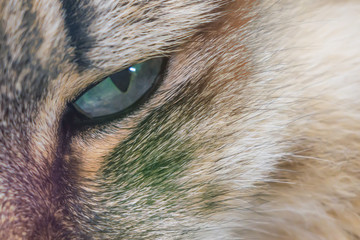 blue eyes cats close-up