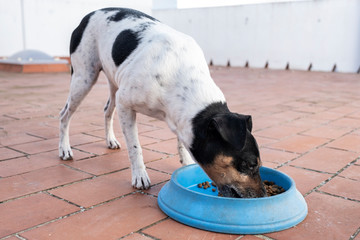 small dog food on a blue plate and a dog grocer eating