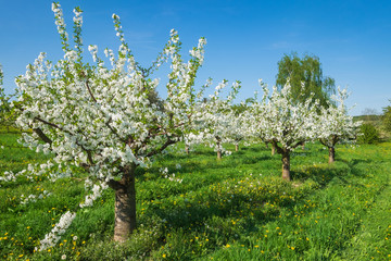 Kleine blühende Kirschbäume im Rheingau