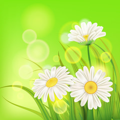 Fresh spring juicy chamomile flowers and green grass, vector, template, illustration, isolated