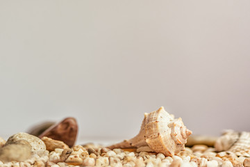 Small seashell on the sand summer natural background