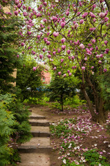 Pink and White Magnolia flowers. Beautiful magnolia tree (Magnolia denudata) is blossoming in park in spring time. Spring background with flowers.