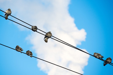 Pigeons are sitting on wires, birds sitting on power lines over clear sky