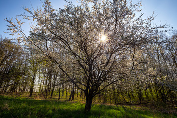 Fototapeta na wymiar Flowering tree, spring time in Poland.