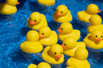 rubber ducky
