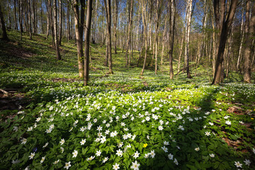 Spring time in the polish forest.