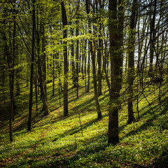 Spring time in the polish forest.