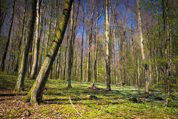 Spring time in the polish forest.