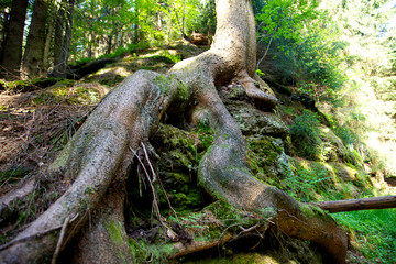 Baum mit grosser Wurzel