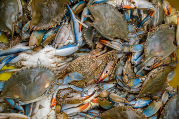 Fresh blue crab