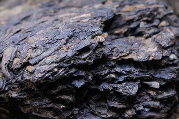 Chinese tea close-up