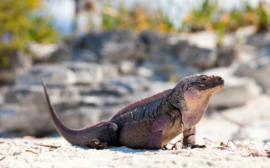 animal, fauna and nature concept - exuma island iguana in the bahamas