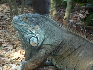 Beautiful iguana