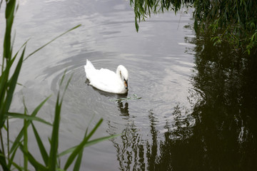 Beautiful white swan on the pond