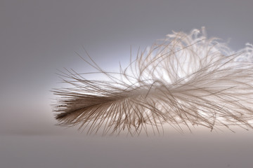 Gentle airy down feather with a brown edge of a large bird of prey on a neutral light background