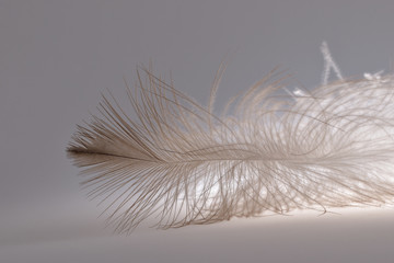 Gentle air down feather of a large bird of prey on a neutral light background