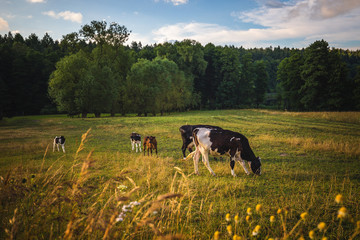 Cows on the field, polish rural landscape, late evening golden light.