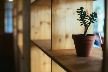 Plant on wooden shelving - 247758054