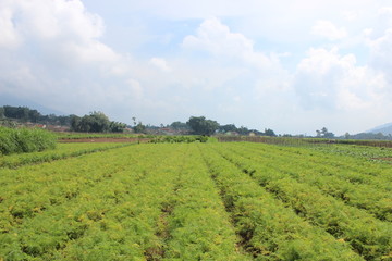 Fototapeta na wymiar Vegetable Field In Batu City, Indonesia