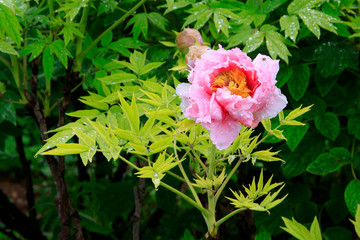 red peony flowers in a garden
